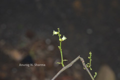 Nothopegia beddomei